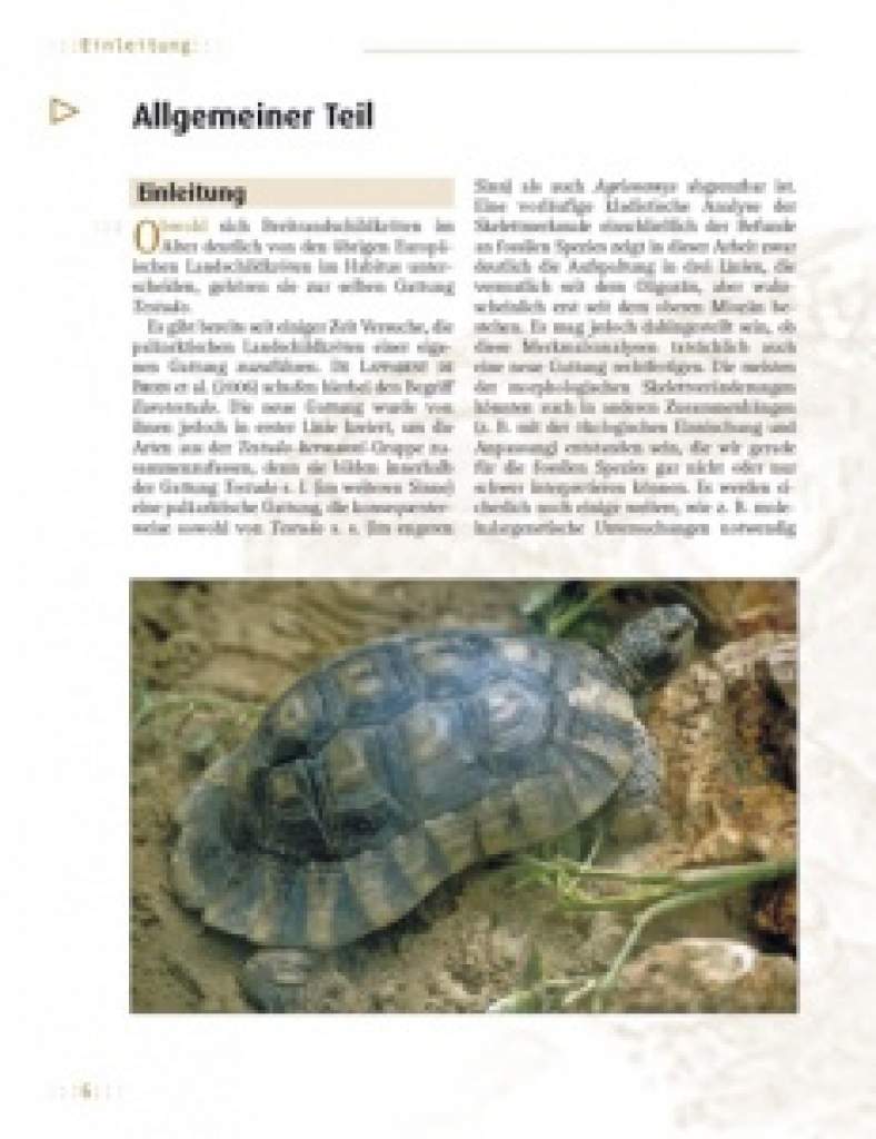 Die Breitrandschildkröte